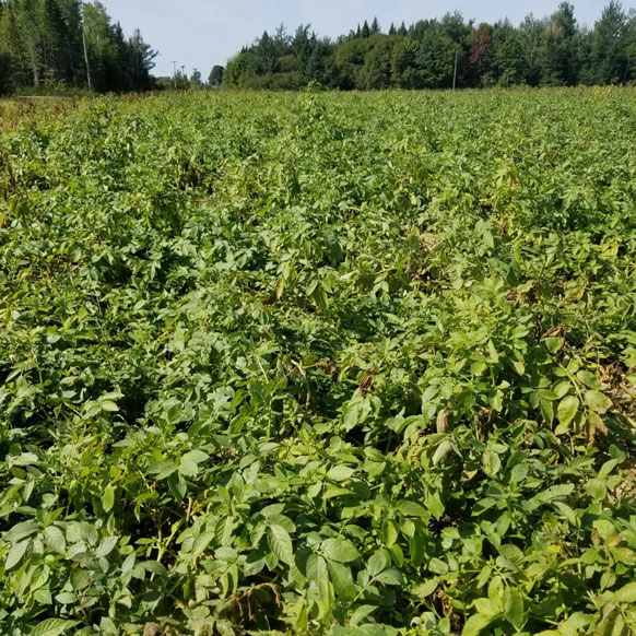 Potato Field Strike Treated