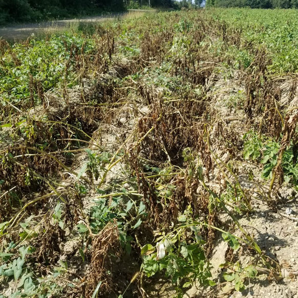 Potato Field Untreated