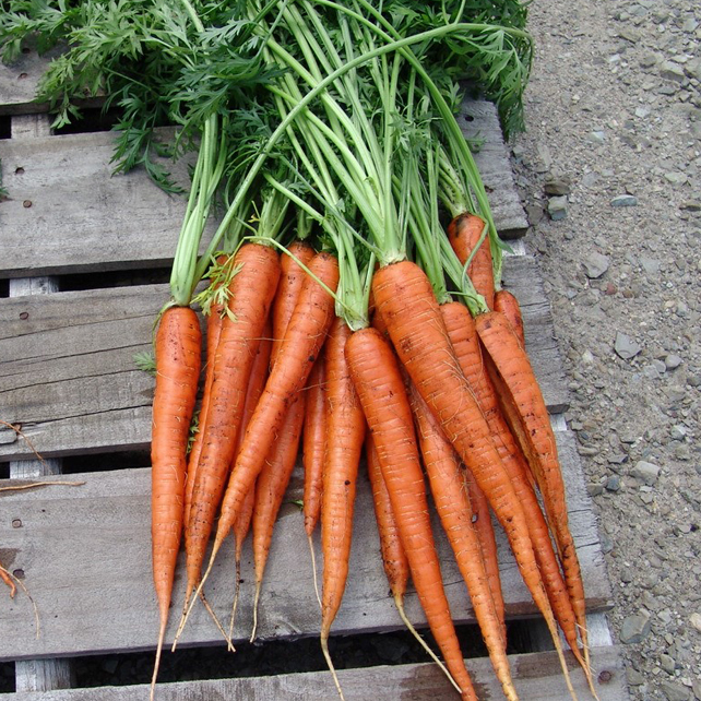 Strike Treated Carrots