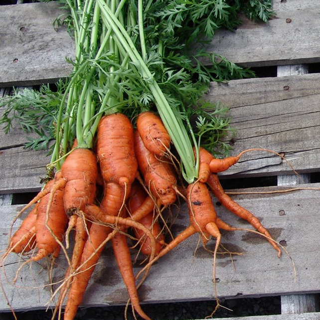 Untreated Carrots.