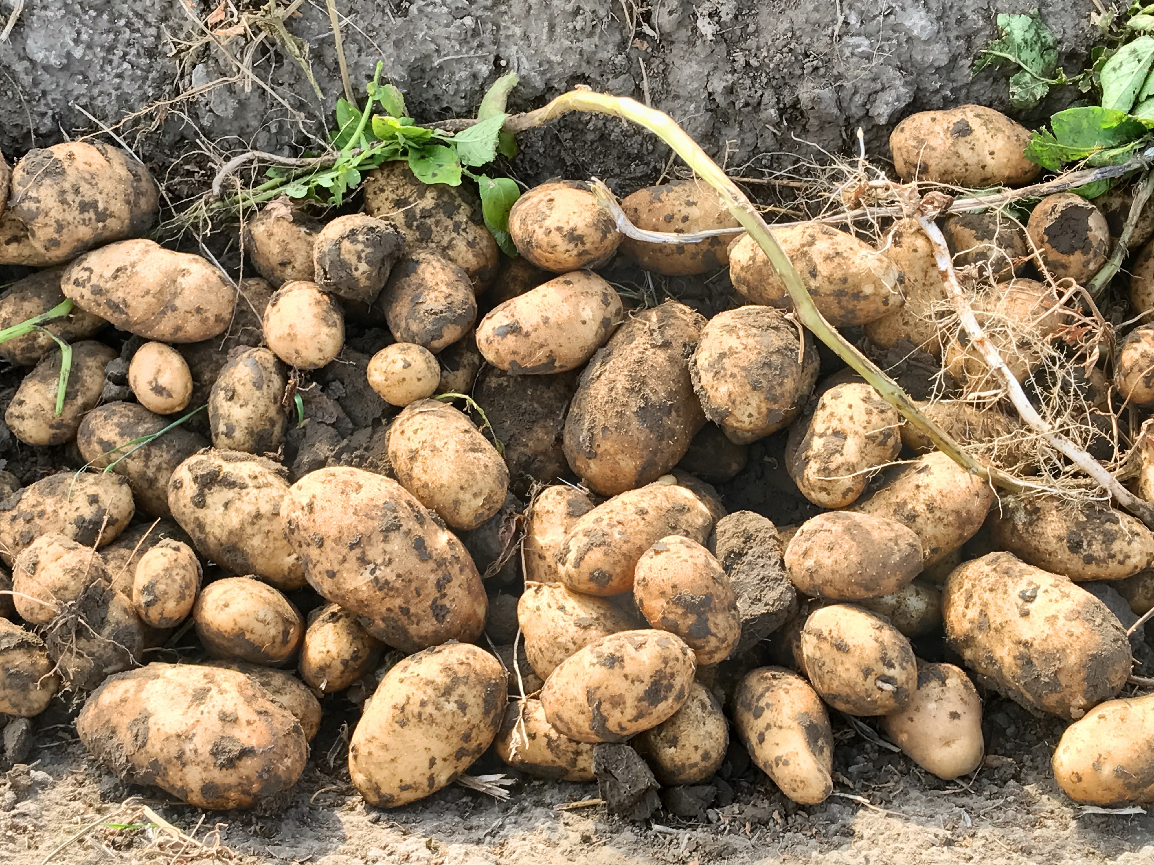 Potatoes in the field