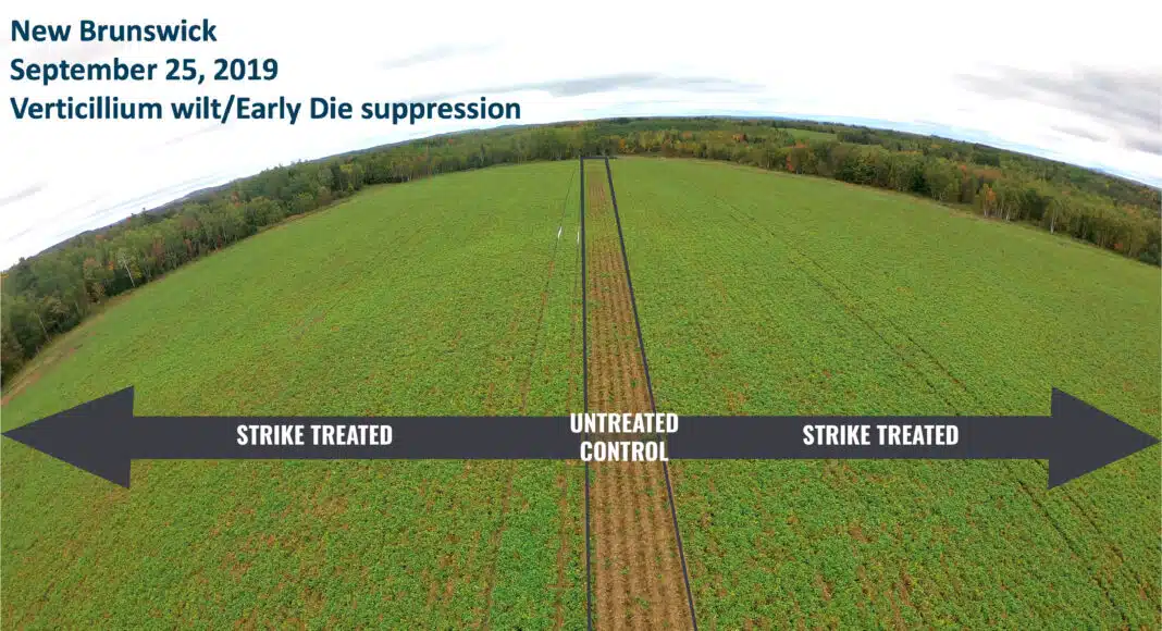 A top read Spud Smart article on verticillium wilt management