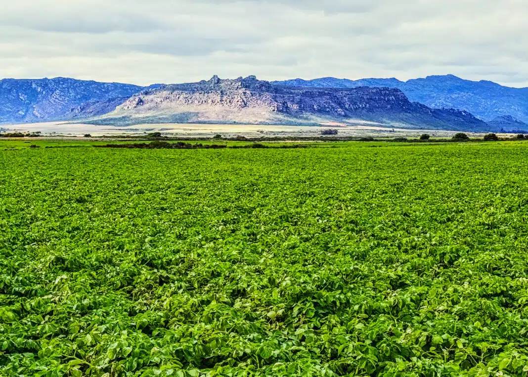 Sand, Wind and Common Scab: Lessons Learned From South Africa