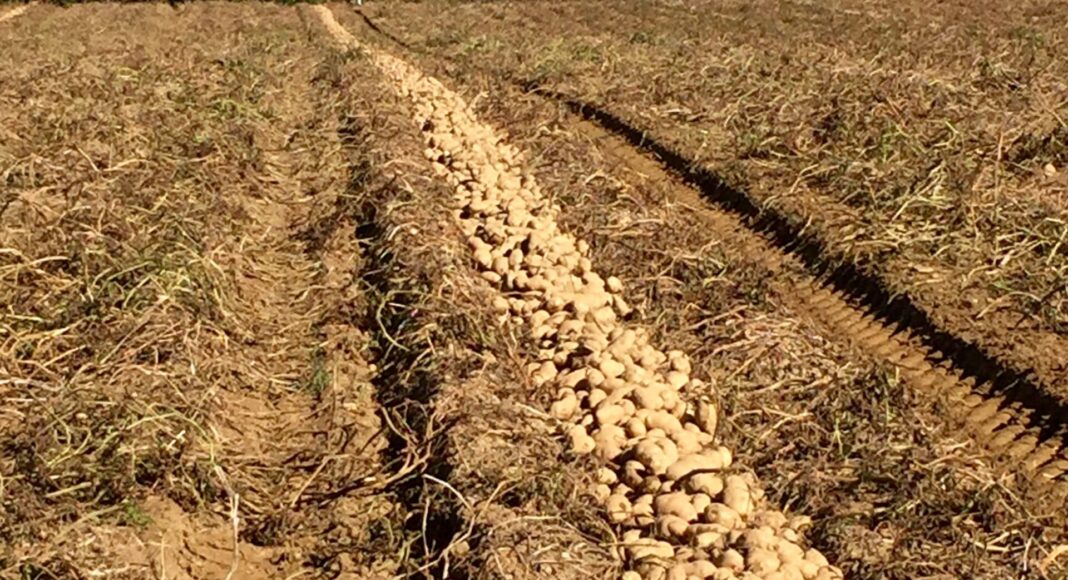 One Easy Change Can Double Soil’s “Good Guys”