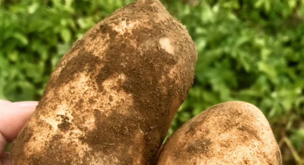 Is Soil Disturbance Always Bad?